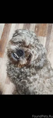 Потерялась собака! В районе мо...