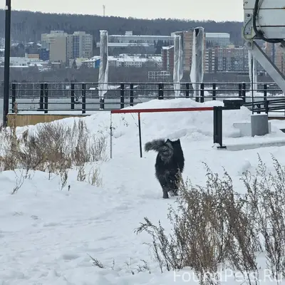 Кто собаку потерял?