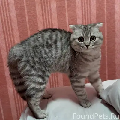 Пропал кот, в районе пансионат...