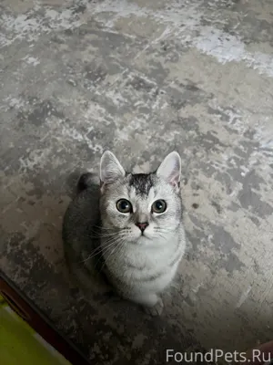 Пропала молодая кошка в районе...