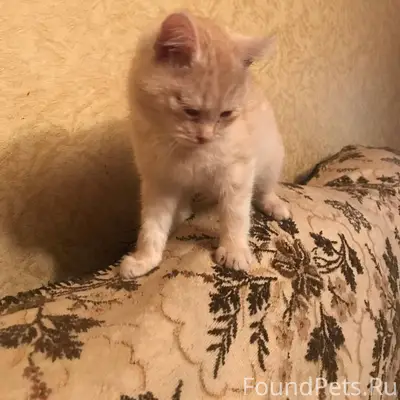 ❗️Найден на южном котёнок, при...