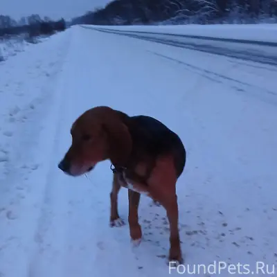 На дороге между д. Большое Зас...