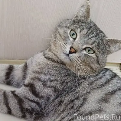 ‼️‼️‼️Пропал кот,кличка Вася‼️...