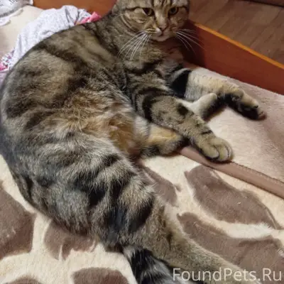 Пропал кот Марс мраморного окр...