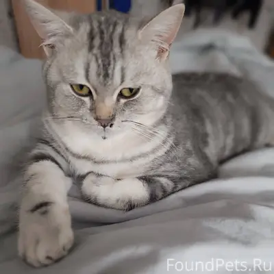 Пропал кот!!! Возле магазина К...