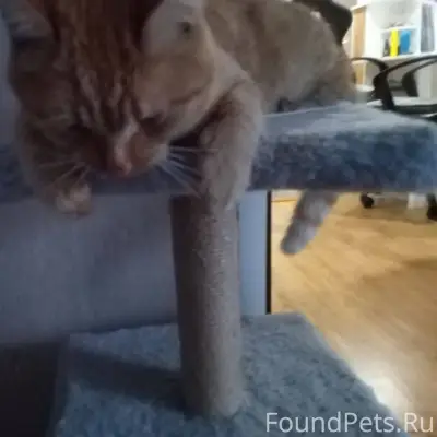 В центре Сергиевска пропал рыж...