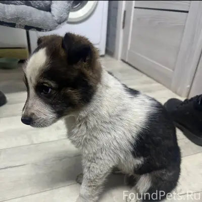 Найден щенок в районе чижевски...