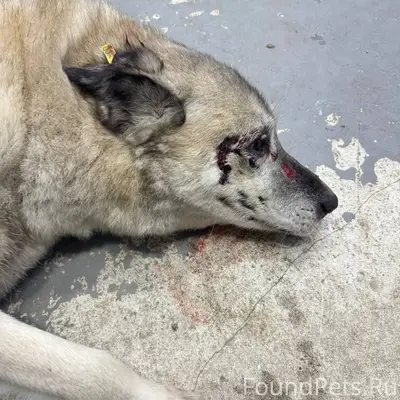 Кыштым. Найден сбитый пес, не ...