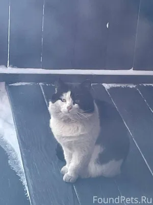 ПРОПАЛ КОТ!!! 27.01.26. по...