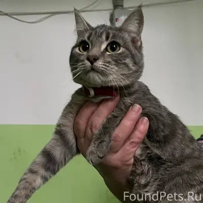 Здравствуйте! Ищем хозяина! Уж...