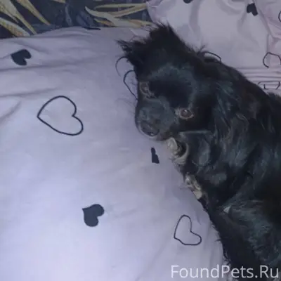 Пропала собака, 8 мкр , был в....