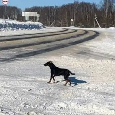 Найдена (замечена) собака. SOS...