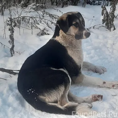 Пропал пёс. Район севера.Прось...