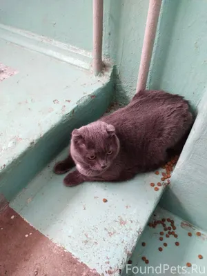 Найден кот или кошка, ул. Вайн...