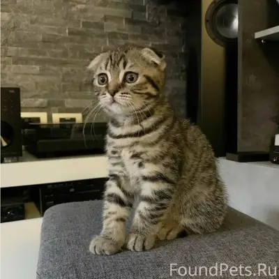 Пропал кот серый окрас вислоух...