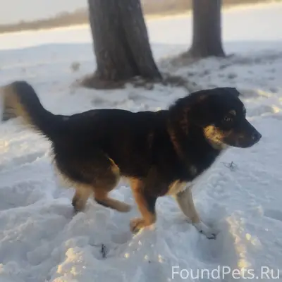 ПРОПАЛ ПЁС ПО КЛИЧКЕ «БАФФЕТ»,...