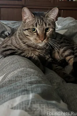 Пропал кот!!!!! Отзывается на ...