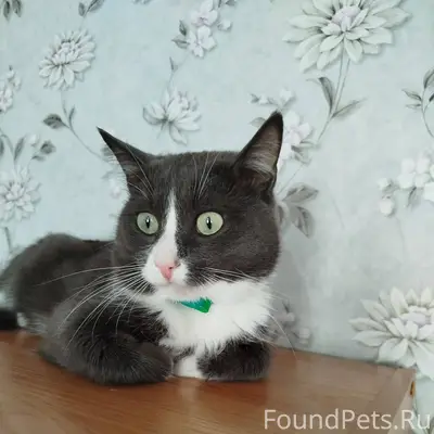 Пропал кот 4 дня назад, Кличка...