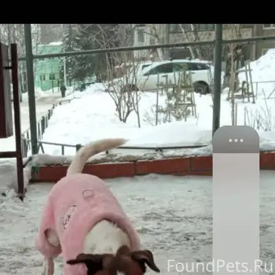 Найдена собака на Авроре , 13....
