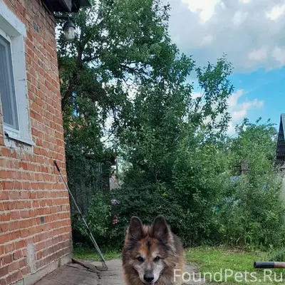 Серпухов. Убежал пёс чёрно-кор...