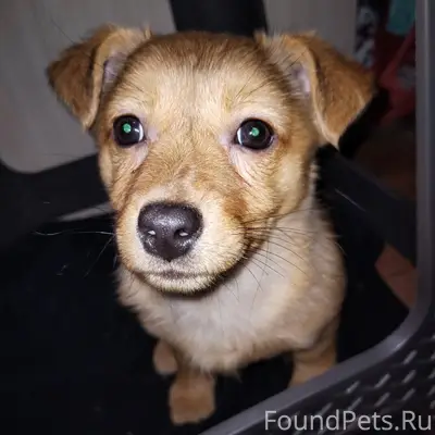 Найден щенок в 7ом мкр. Улица....