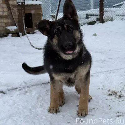 Убежала собака, кличка Зара, р...