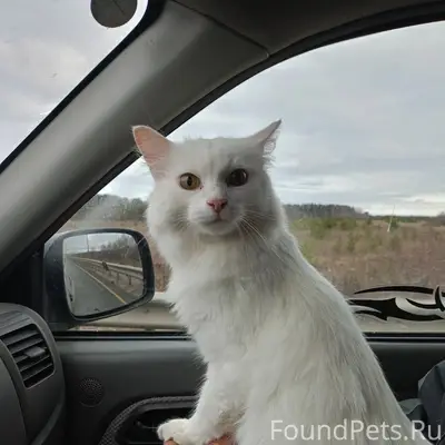 27 января, при странных обстоя...