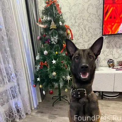 ‼️‼️Пропала собака ! Породы бе...