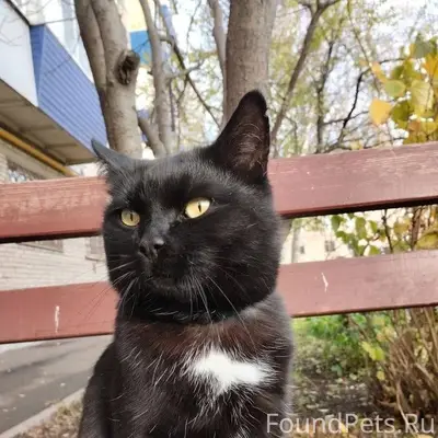 Потерялся кот район кинотеатр ...