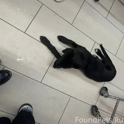 МАКСИМАЛЬНЫЙ РЕПОСТ срочно!!! ...