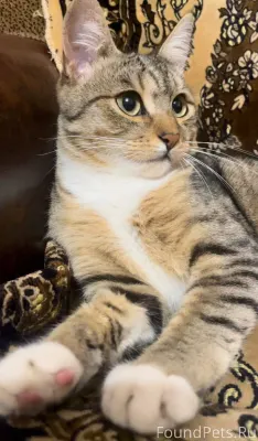 Пропал кот в районе 9-Пятилетк...