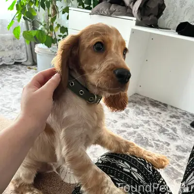 #потерялось_животное_Шадринск ...