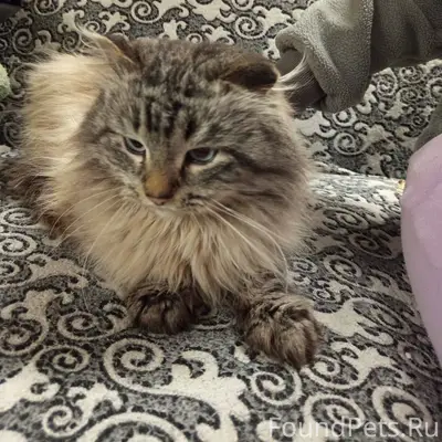 Найден кот в г. Усолье, видно....