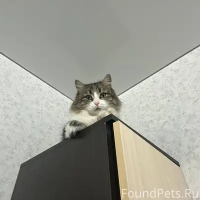 ❗️пропала кошка❗️ район западн...