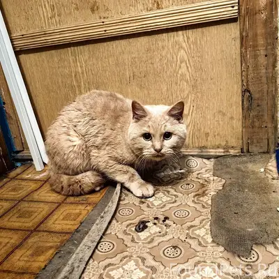 Найден кот в подъезде 3 микрор...