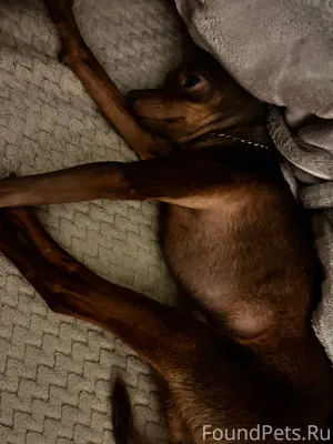 #Калуга Пропала собака ! Помог...