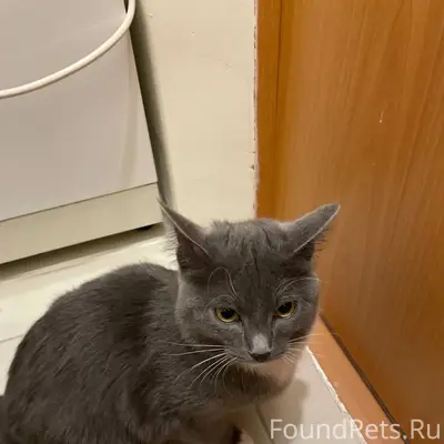 Найдена кошка, район гб4 машго...