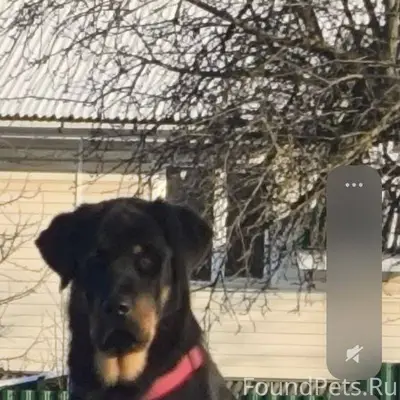 ПРОПАЛА СОБАКА