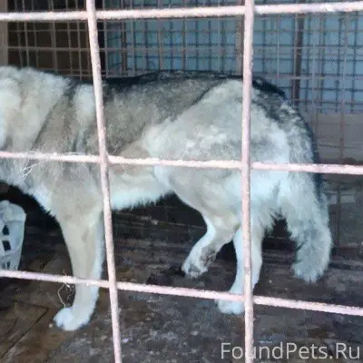 Найдена собака в Трубино .Може...