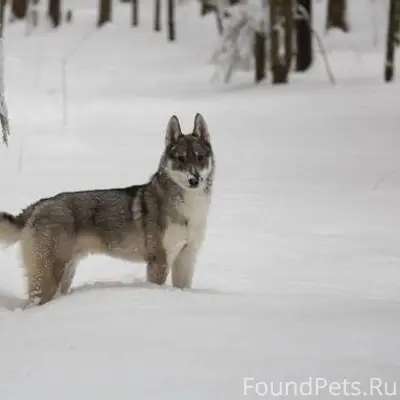 Переславль! У поворота на Студ...