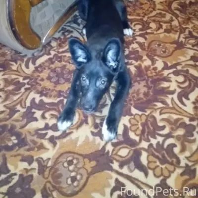 🆘🆘🆘🆘 Найден щенок в мешке у...