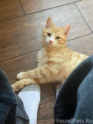 30 января. Потерялся Котенок (...