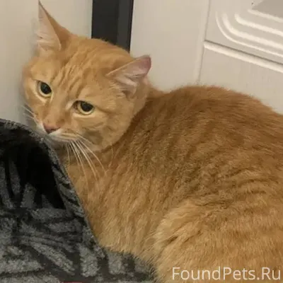 Просьба репост. Найден кот. ра...