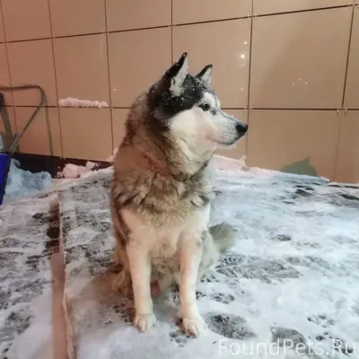 Собака сидит возле входа в маг...