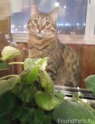 У меня пропал кот...если кто.....