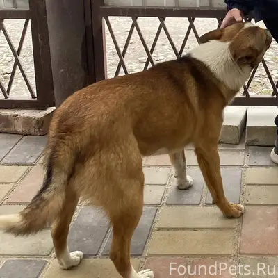 ❗️‼️ПРОПАЛ ПЁС‼️❗️ по кличке Ч...