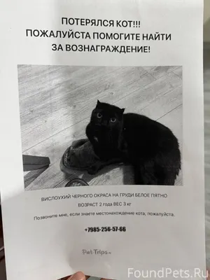🆘🆘🆘ПРОПАЛ КОТ🆘🆘🆘 27 января 202...