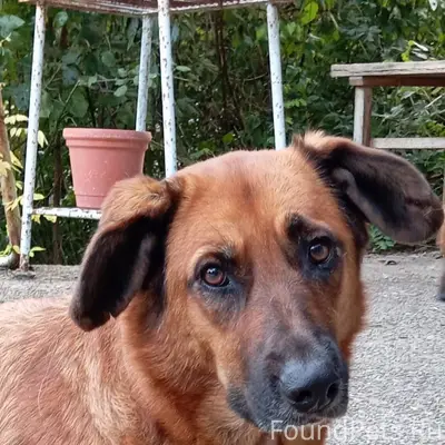 🆘🆘🆘 🚨🚨🚨 Пропала собака в СТ...