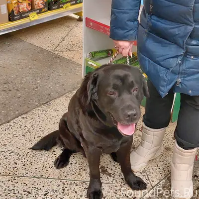 Люди, добрые!!! В Канищево, на...