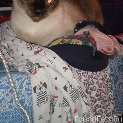 Из дома выбежала и пропала сиа...